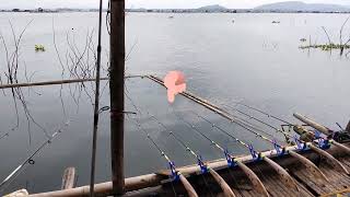 mancing di spot ini harus bawa umpan ikan patin/mancing cirata terbaru