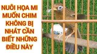 NUÔI CHIM HỌA MI MUỐN CHIM KHÔNG BỊ NHÁT NHANH THUẦN CẦN BIẾT NHỮNG ĐIỀU NÀY... #0374961666