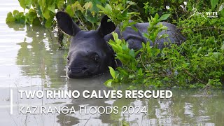 Rhino Rescues at CWRC | Assam Floods 2024