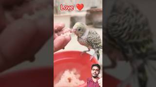 Love Animals ❤️🙏 |Save birds plz 🕊️🙏🥺 #shorts #birds #loveanimals