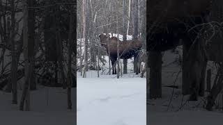 Just another moose in Alaska #alaska #moose