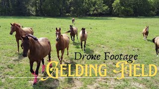 Drone Footage of a Horse Herd in a Massive Field