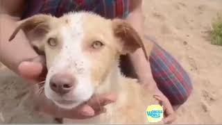 Animal RESCUES -   Amazing people Helping And Rescuing Animals   Compilation 2018