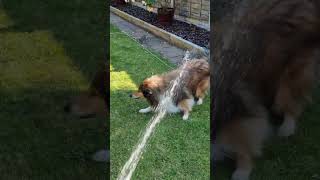 Rough Collie likes the hose pipe.