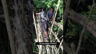 जीता जागता पुल | Living Root Bridge | मेघालय | Meghalaya | India