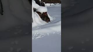 Tom, the cat looking for Jerry in the snow!