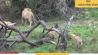 Pained Lioness Called Out To Male Lion To Help Her Escape Bloodthirsty Hyena || Wild Animal ...