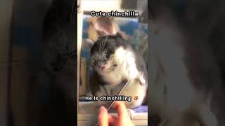 pov: Cute chinchilla #cute #chinchilla #shorts #like #subscribe #pets #memes  #relatable #mouse #mem