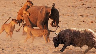 Held Büffel Rette Elefant Vor Großkatzen Löwenjagd. Buffalo Vs Lion Animal Rette Ein Anderes Tier