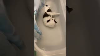 Coconut the cat =✪ᆽ✪= rolls in the bath