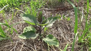 【自然農】2024年6月2日 つるなしインゲン収穫・シソの芽が出ない【natural farming】