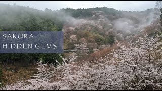 Cherry Blossoms in Japan - Virtual Sakura Walk in 4k (Mount Yoshino, Himeji, Hakone, Tokyo, Kyoto)