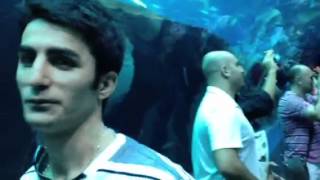 Georgia aquarium