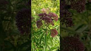 pink wild flower