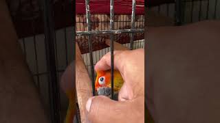 Sun Conure Love