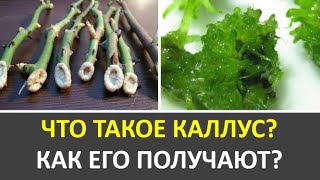 18. Что такое каллус? Как его получают?