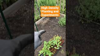 High Density Backyard Food Growing in Florida #growyourownfood #floridagardening #organicgardening