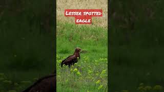 lesser spotted eagle - acvilă țipătoare mică - Clanga pomarina