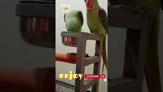 🐦Parrots sugarcane party #shorts #parrot #funnyshorts