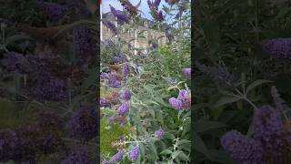 Một dãy hoa bươm bướm tím tỏa mùi hương thơm ngát ( Butterfly Bush) ( Abre à Papillons) #shorts