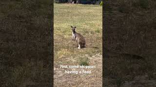 Kangaroos in the wild #shorts