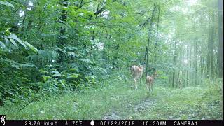 doe two fawns