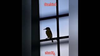 Sunbird/ ಸೂರಕ್ಕಿ @PrayogaSootra #sunbird #birdnest #sunbirds #shorts #youtube #youtubeshorts