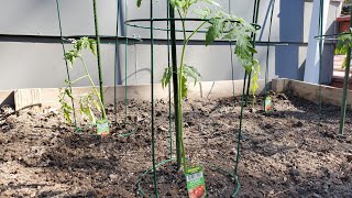 How To Plant Tomatoes