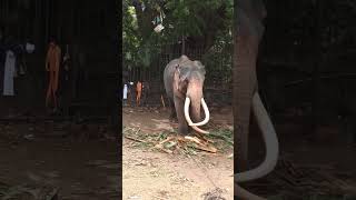 Sri Lanka😮 Elephants #elephant#elephant#srilanka#travelsl#daladamaligawa#travelsl