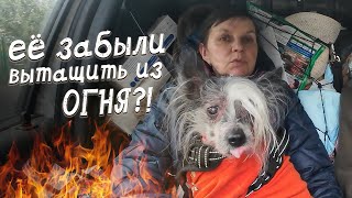 Забыли свою собаку в горящем доме?! Встречаем Николаса...