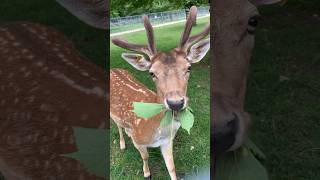 🦌 #nature #animaux #beauté #parcdelacolombiere