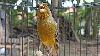 Your canary will sing diligently after hearing this canary chirp