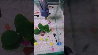 New aquarium || upgrade my tank || Electric Blue Moscow guppy || angel tank setup