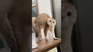 Fluffy Cat's Reaction to the CUTEST Thing Ever! 🥰🤣 #shorts