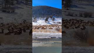 Elk Herd Relaxing in Estes Park Colorado