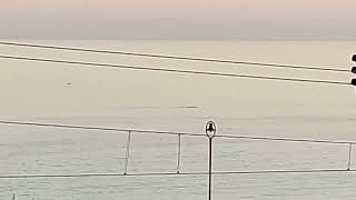 Delfini lungo la costa della Liguria: eccoli al tramonto a Borgio Verezzi!