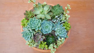 Blue and Green Succulent Arrangement