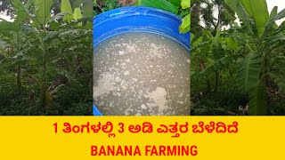 1 ತಿಂಗಳಲ್ಲಿ 3 ಅಡಿ ಎತ್ತರ ಬೆಳೆದಿದೆ. Banana Farming