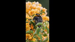 Baglafecht Weaver #shorts