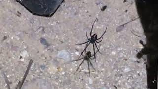 Large Black Widow Spider Surprises Me By Appearing Out Of No Where In A Web Between My Tool Storage