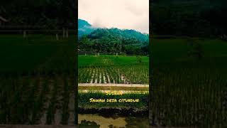 suasana sawah desa citundun #shorts