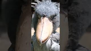 24. Shoebill Bird| Strange animals series #shorts #short #nature #shortsfeed #shortvideo