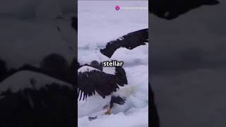 Lionfish vs  Stellar Sea Eagle  #wildlifefacts #facts #bearconservation #arcticanimal #animalworld