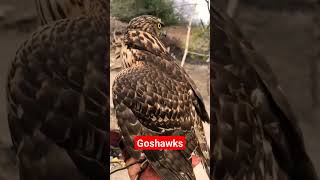 Goshawk training 😉 #birds #eaglehunting #shikratraining