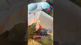 PARROT TALKING TO BABIES | Adorable Ringneck Voices#shorts #youtubeshorts