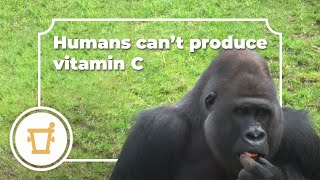 Did you know.. that humans can't produce vitamin C?