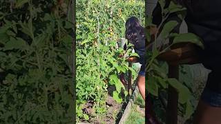 #Harvesting#Backyard#Gardening#shorts