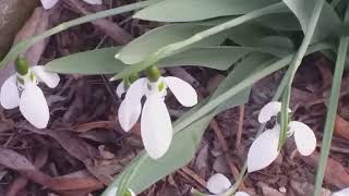 #Flowers.  Again #Pandemic #Snowdrops from #Romania. 1 March 2022  by Marilena Dumitriu