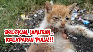 Anak kucing kelaparan hidup sebatang kara cari makan ditempat sampah. Matanya penuh belek pula