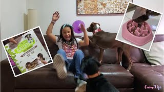 Trucos para que tu PERRO no MUERDA ni DESTROCE- Parte 1 - CamiLife